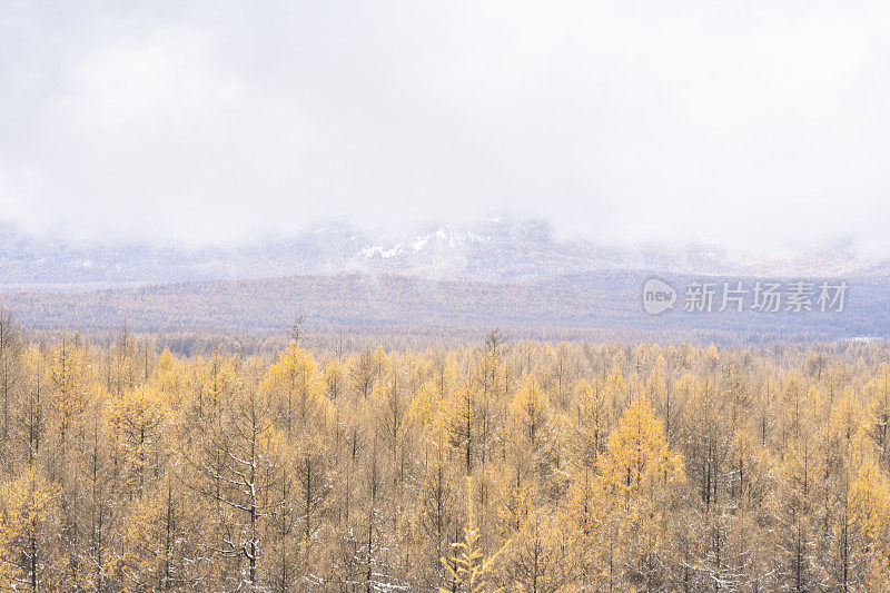 Forests including birches, larches and so on on the mountain